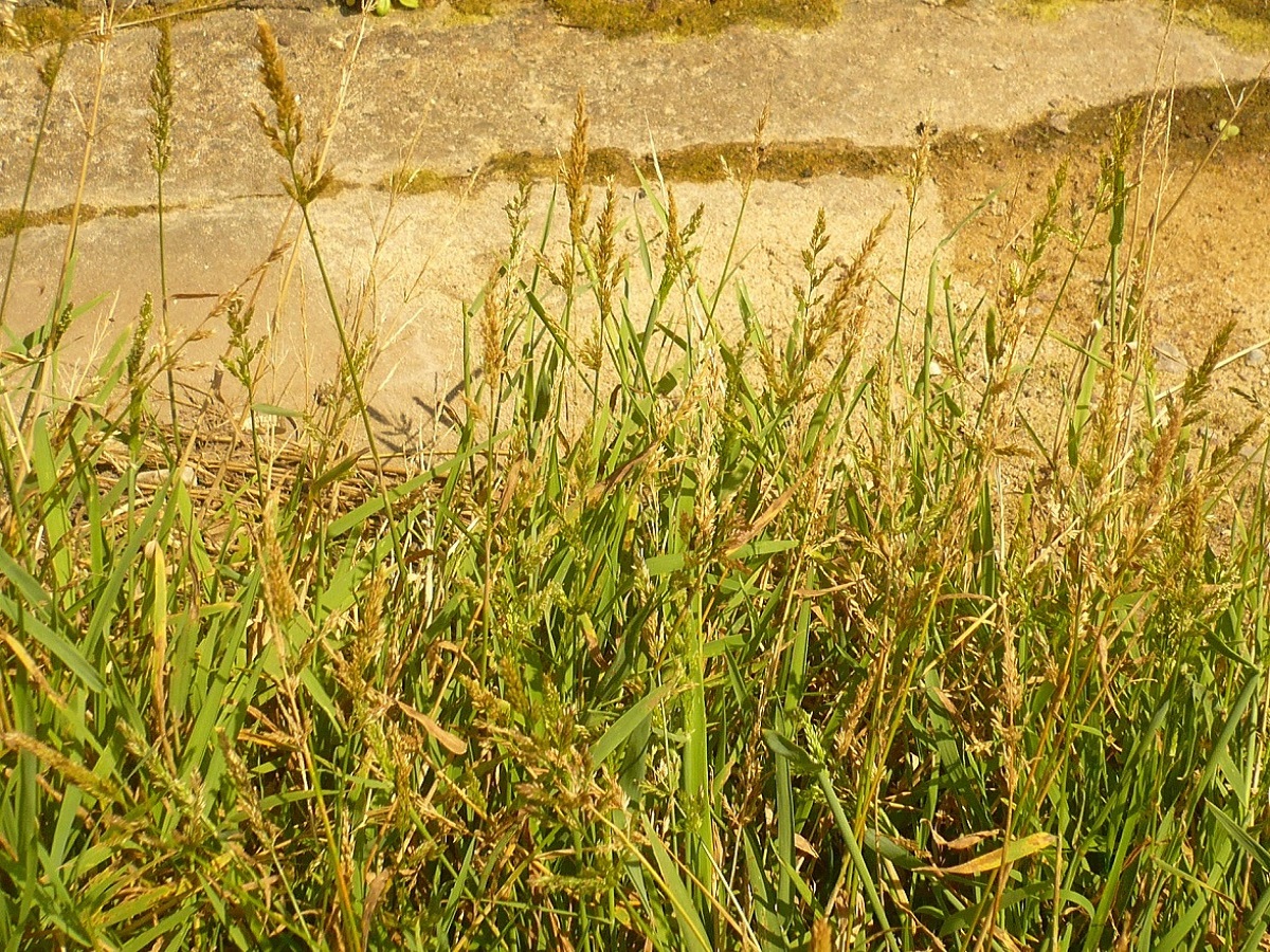 Agrostis stolonifera var. arenaria (Poaceae)